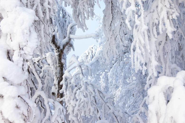 Free stock image of winter tree created by 2happy