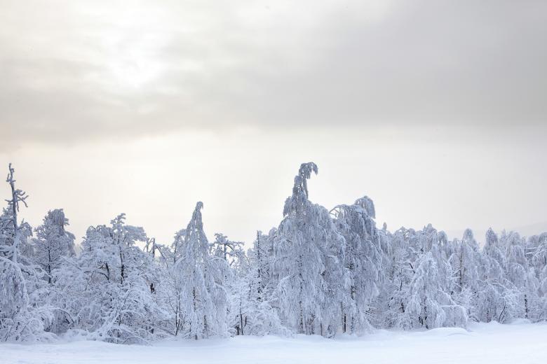 Free stock image of winter forest created by 2happy