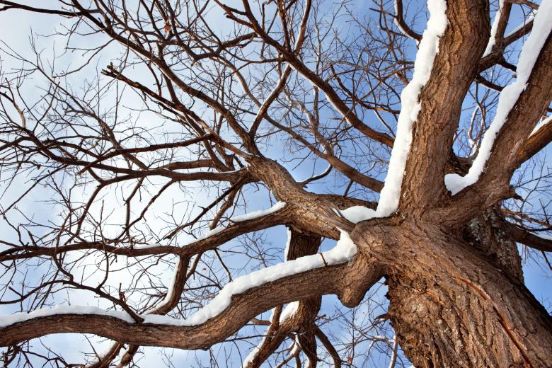 Free stock image of winter tree created by 2happy