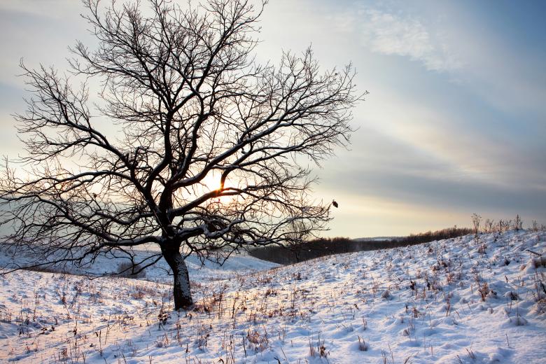 Free stock image of winter tree created by 2happy