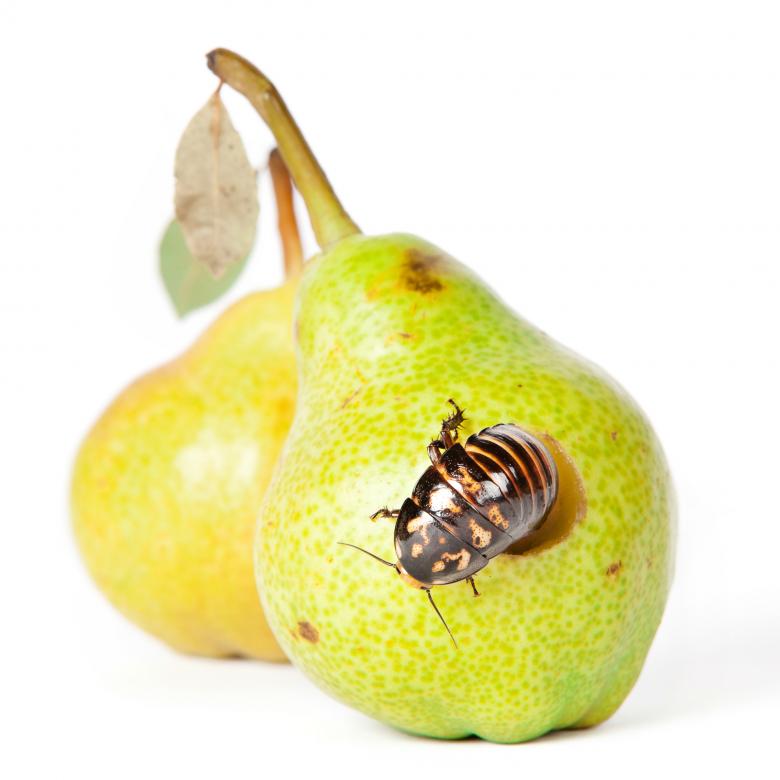 Free stock image of rotten pear created by 2happy