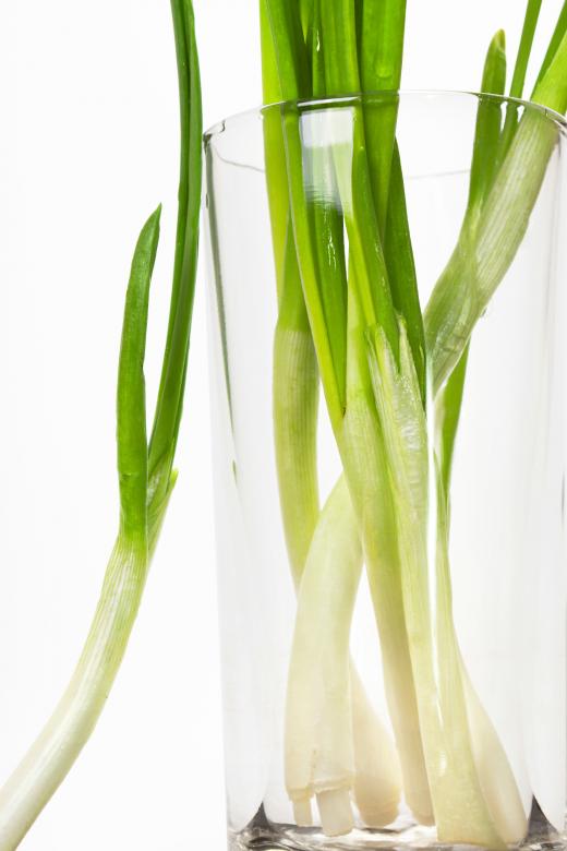 Free stock image of Green onion created by 2happy