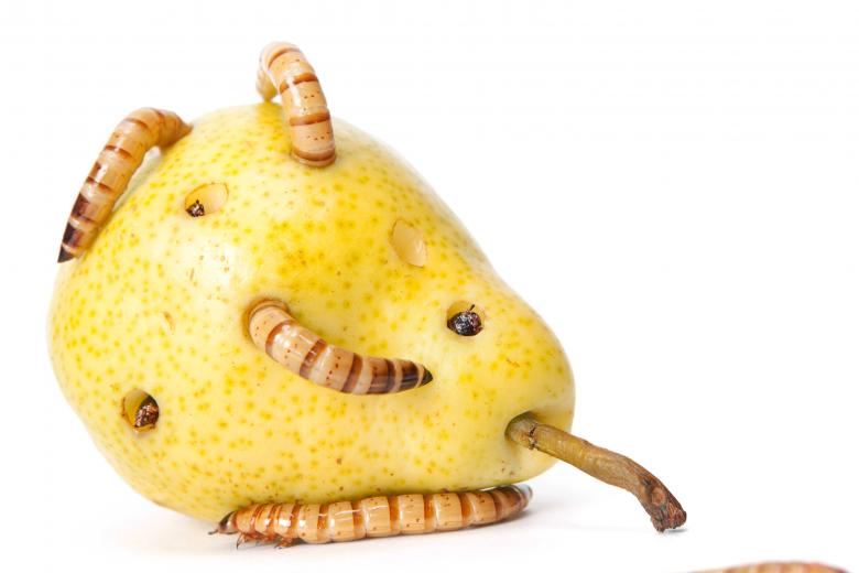 Free stock image of worms in pear created by 2happy