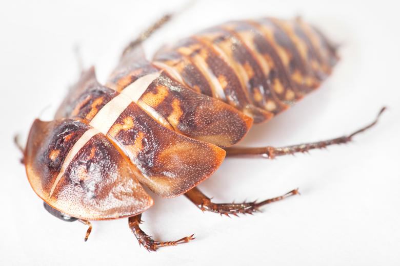 Free stock image of beetle created by 2happy