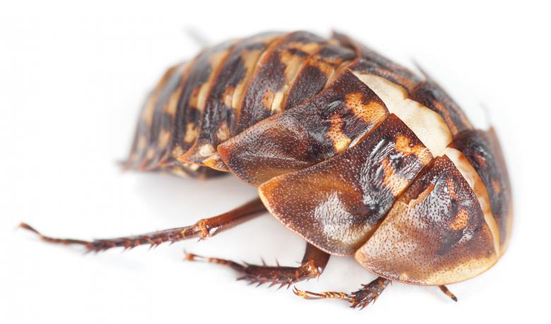 Free stock image of beetle created by 2happy