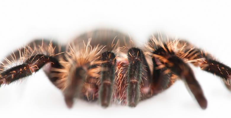 Free stock image of spider  created by 2happy