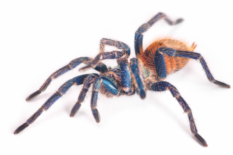 Free stock image of spider  created by 2happy