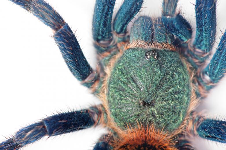 Free stock image of spider  created by 2happy
