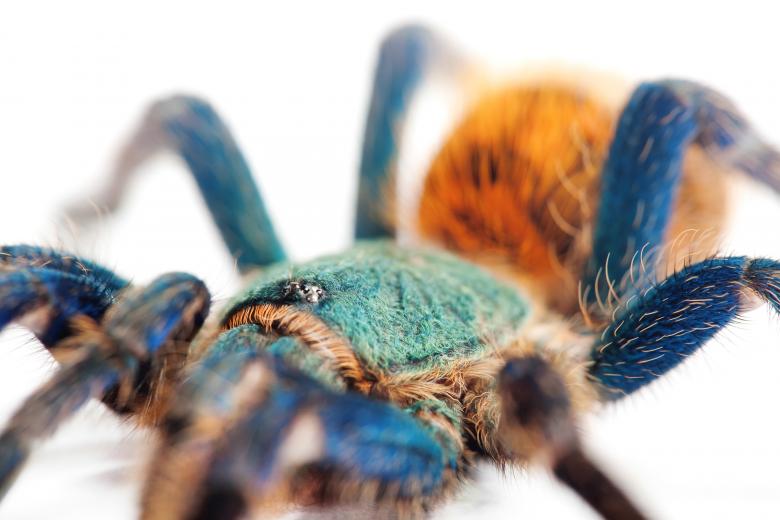 Free stock image of spider  created by 2happy