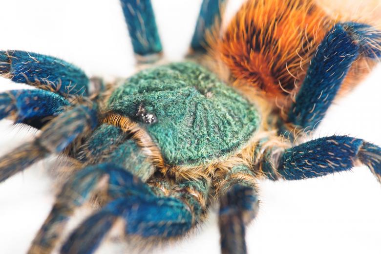 Free stock image of spider  created by 2happy