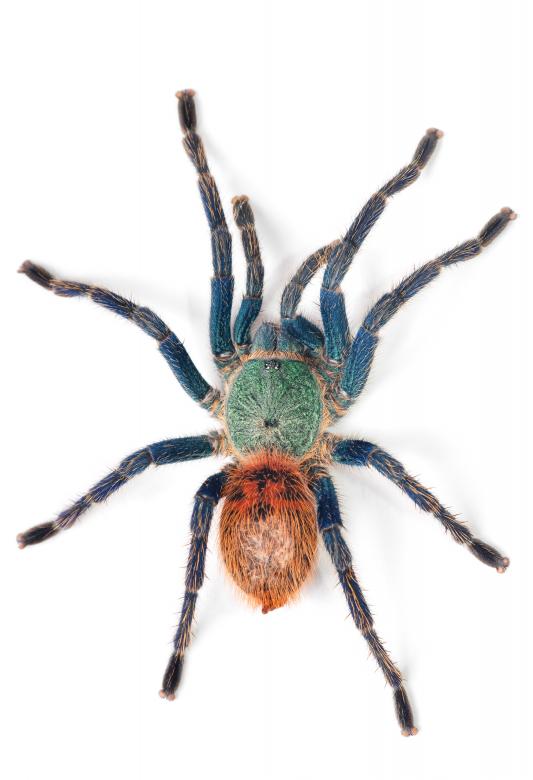 Free stock image of spider  created by 2happy