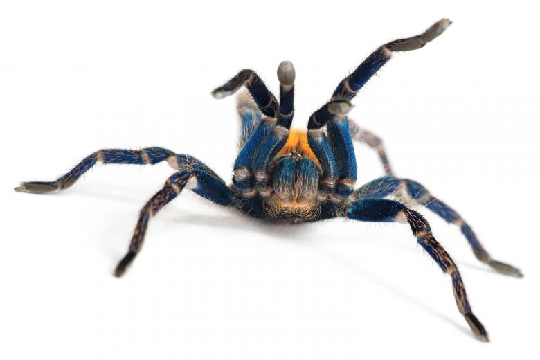 Free stock image of spider  created by 2happy