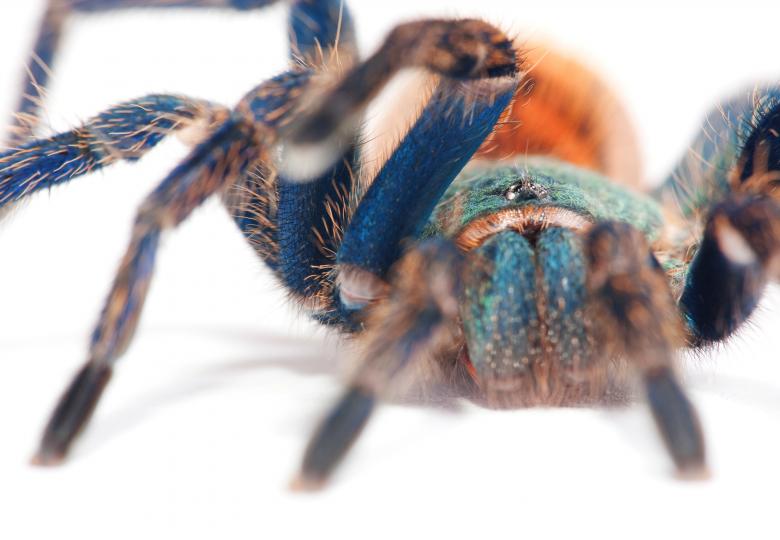 Free stock image of spider  created by 2happy