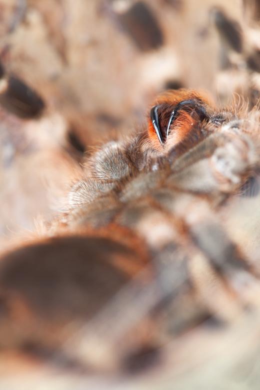 Free stock image of Spider Close Up created by 2happy