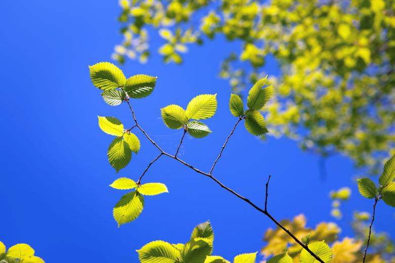 Free stock image of spring created by 2happy