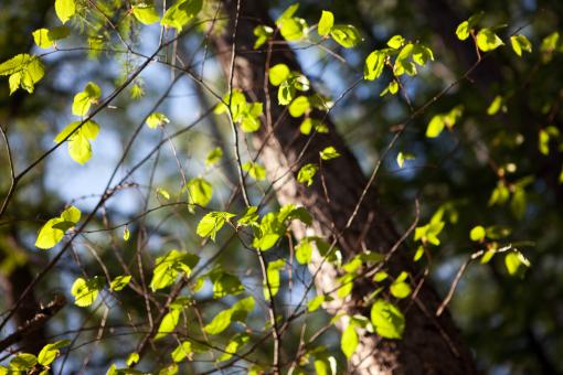 Free Stock Photo of spring