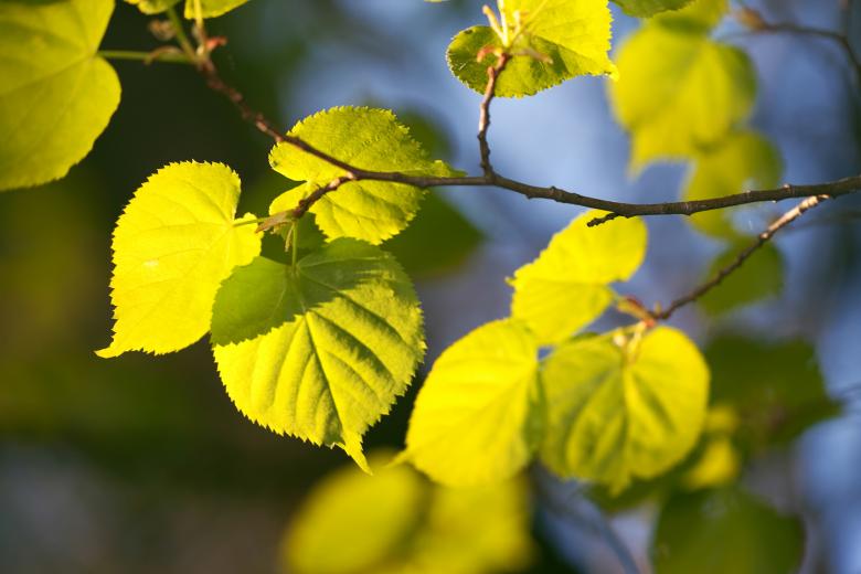 Free stock image of leaves  created by 2happy