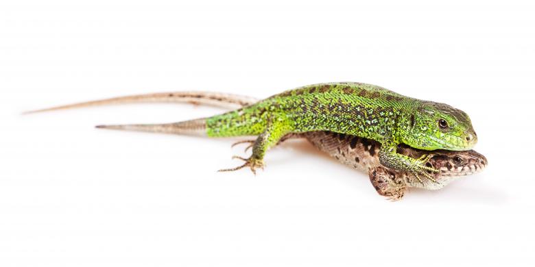 Free stock image of Two Lizards created by 2happy