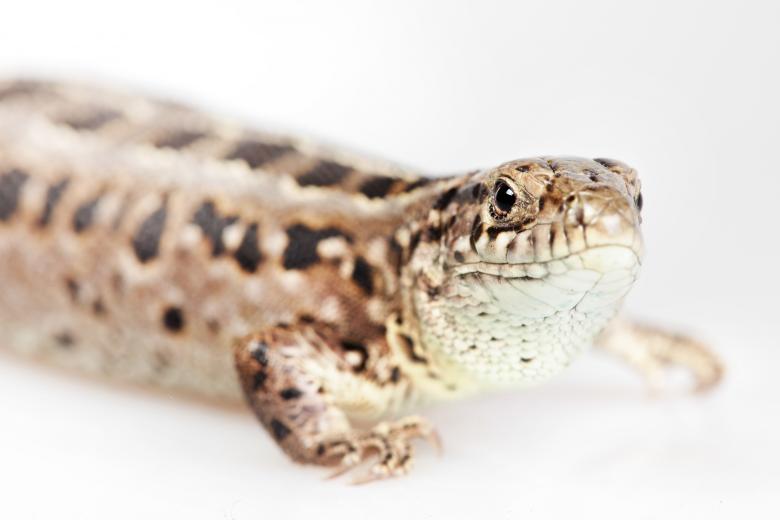 Free stock image of Lizard - Close up created by 2happy