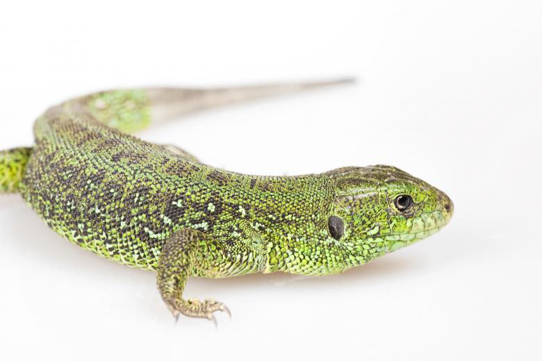 Free stock image of Green lizard on white created by 2happy