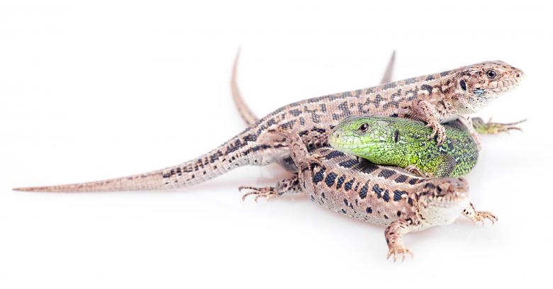 Free stock image of Three Lizards on White created by 2happy