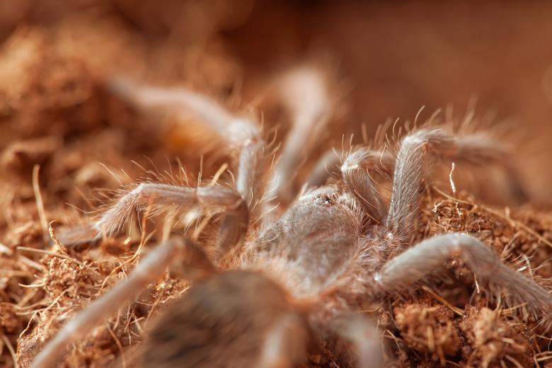 Free stock image of Hairy Spider created by 2happy