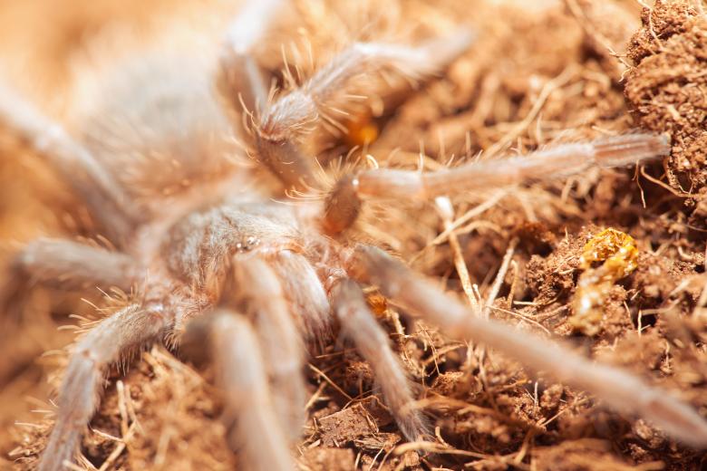 Free stock image of Spider created by 2happy
