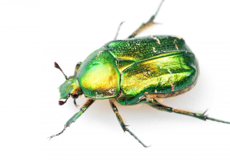 Free stock image of chafer  created by 2happy