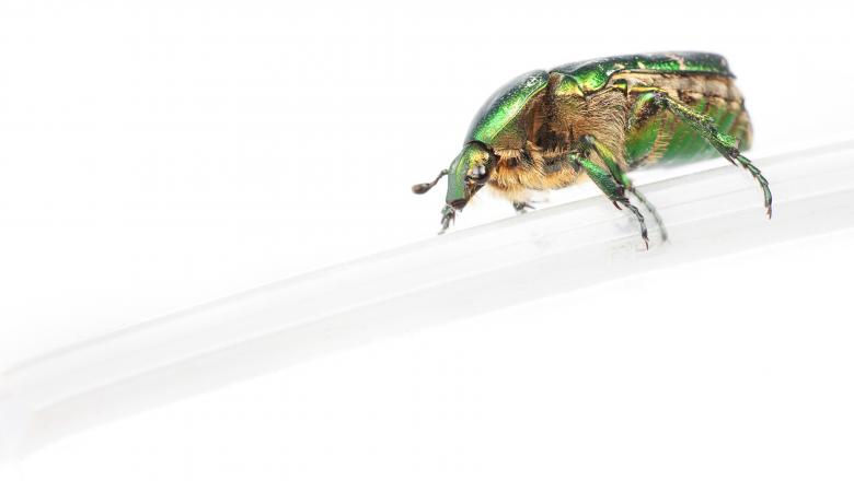 Free stock image of chafer beetle created by 2happy