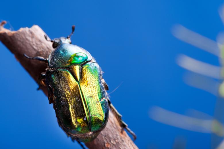 Free stock image of chafer beetle created by 2happy