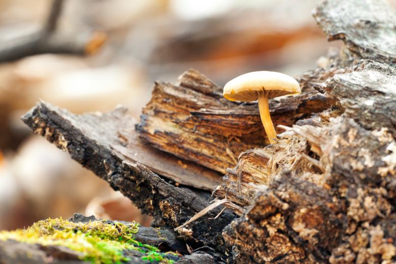 Free stock image of mushroom created by 2happy