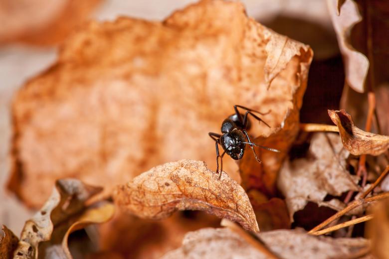 Free stock image of ant  created by 2happy