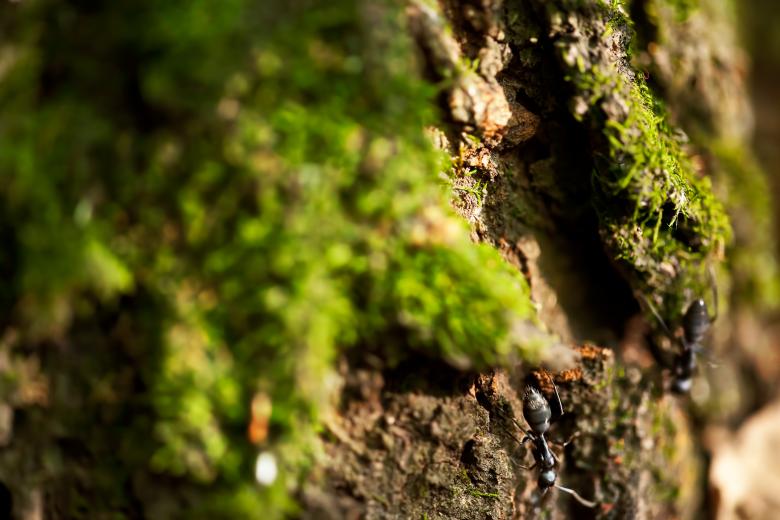 Free stock image of ant  created by 2happy