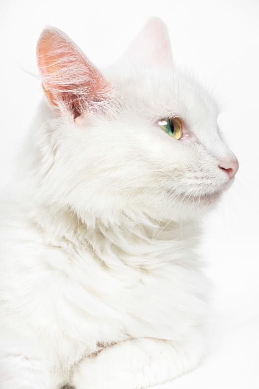 Free stock image of Cat created by 2happy