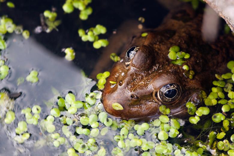 Free stock image of frog created by 2happy