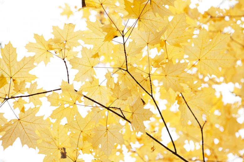 Free stock image of autumn leaves created by 2happy