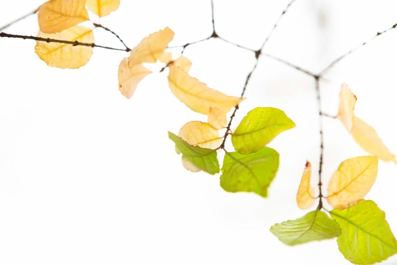 Free stock image of autumn leaves created by 2happy