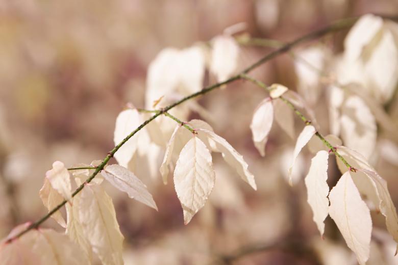 Free stock image of autumn leaves created by 2happy