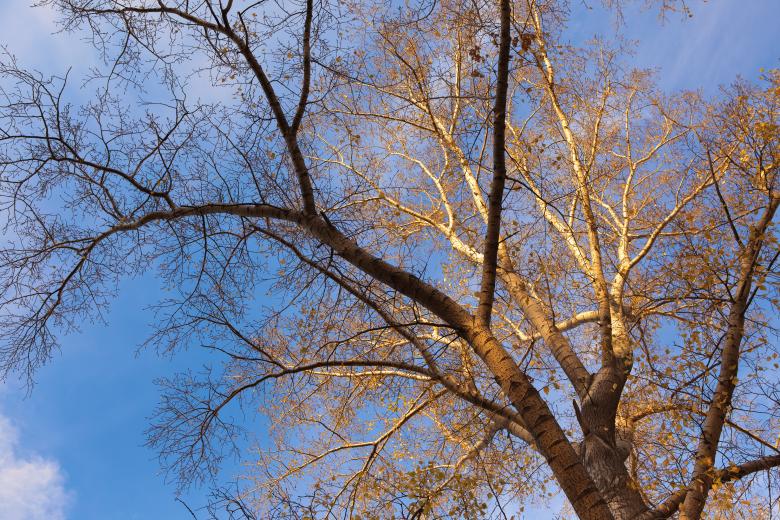Free stock image of tree created by 2happy