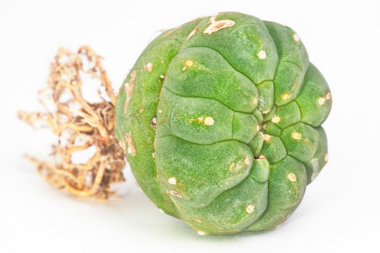 Free stock image of Cactus  created by 2happy