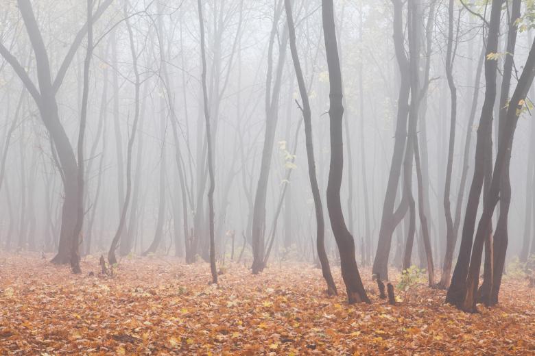Free stock image of foggy forest created by 2happy