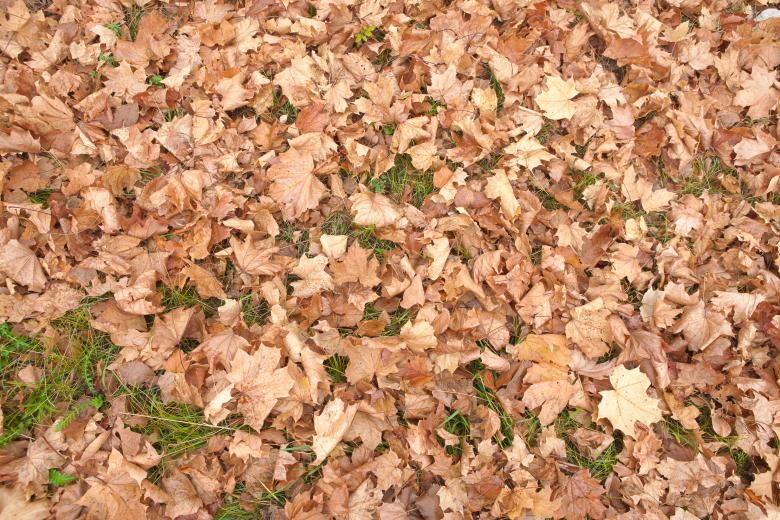 Free stock image of Autumn leaves created by 2happy