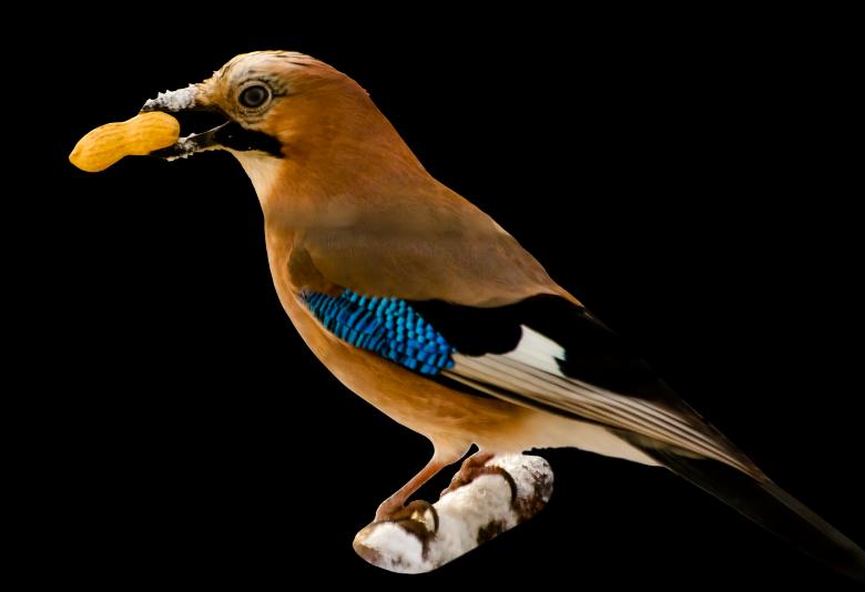 Free stock image of Wild Jay created by Pixabay