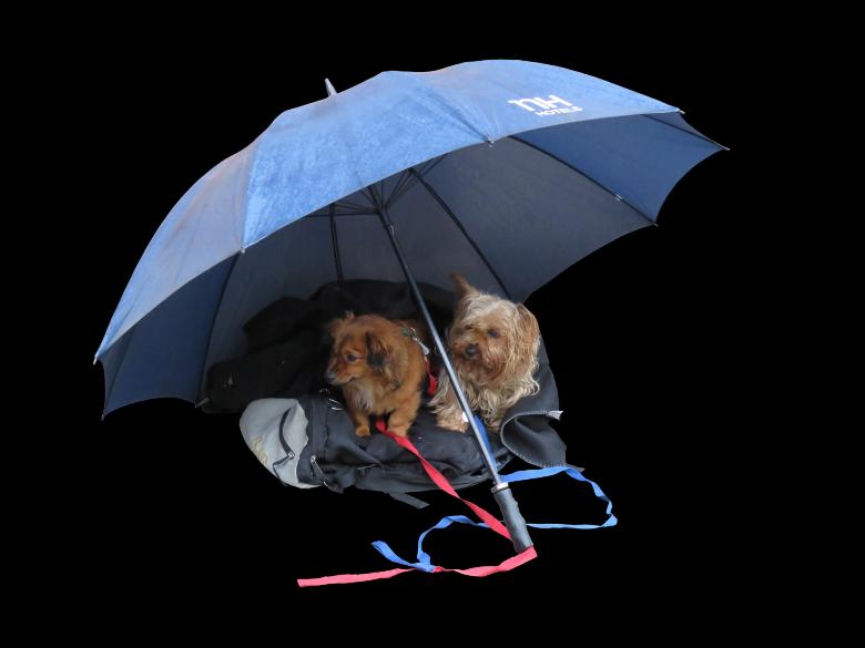Free stock image of Cute Dogs created by Pixabay