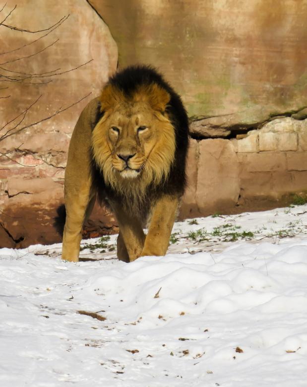 Free stock image of Wild Lion created by Pixabay