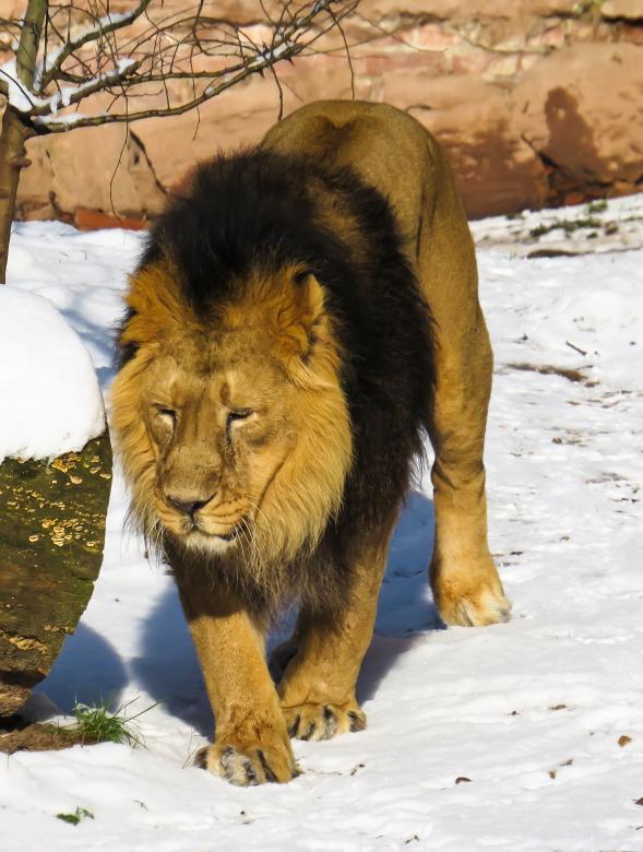 Free stock image of Wild Lion created by Pixabay