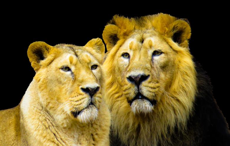 Free stock image of Royal Family created by Pixabay