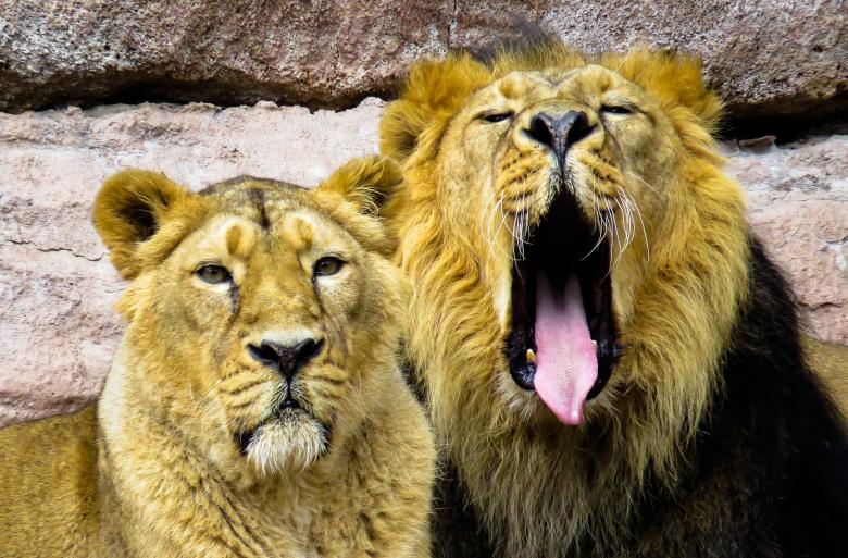 Free stock image of Royal Family created by Pixabay