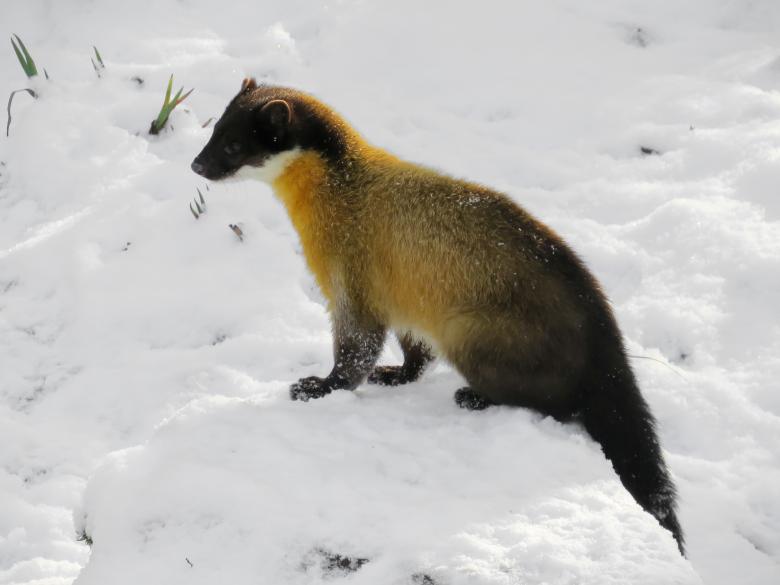 Free stock image of Wild Marten created by Pixabay