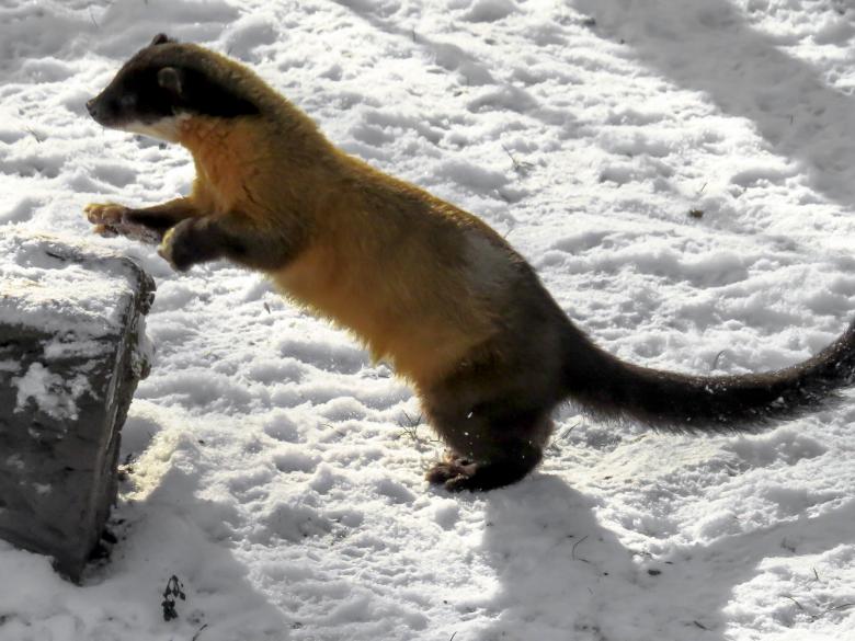 Free stock image of Wild Marten created by Pixabay